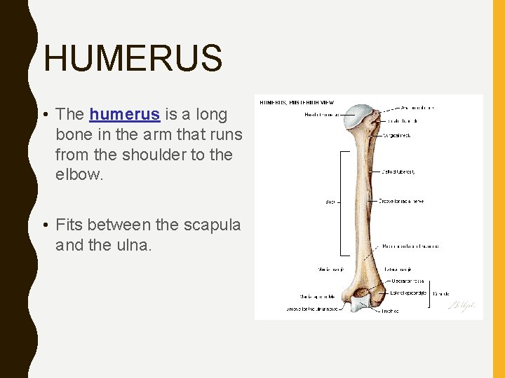 HUMERUS • The humerus is a long bone in the arm that runs from