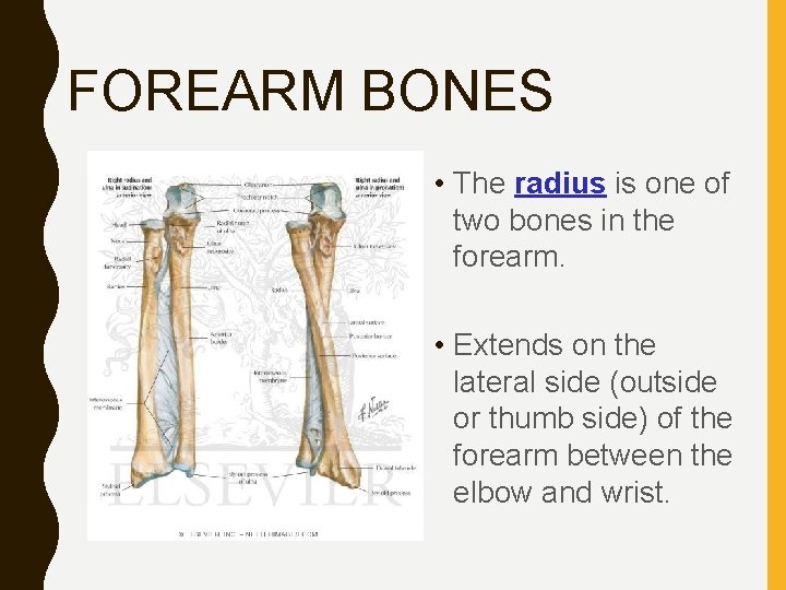 FOREARM BONES • The radius is one of two bones in the forearm. •