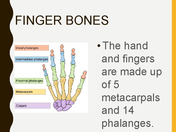 FINGER BONES • The hand fingers are made up of 5 metacarpals and 14