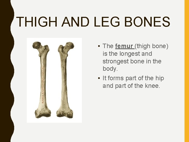 THIGH AND LEG BONES • The femur (thigh bone) is the longest and strongest