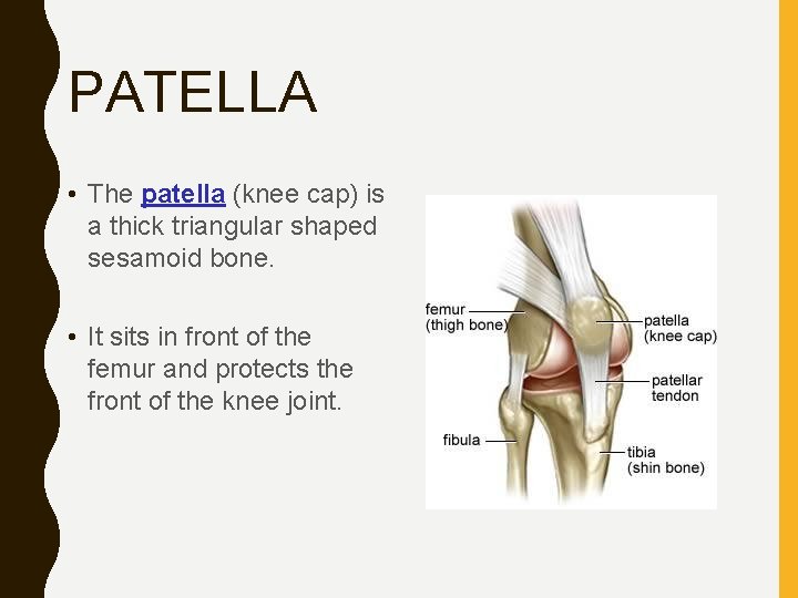 PATELLA • The patella (knee cap) is a thick triangular shaped sesamoid bone. •