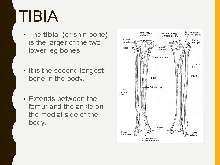 TIBIA • The tibia (or shin bone) is the larger of the two lower