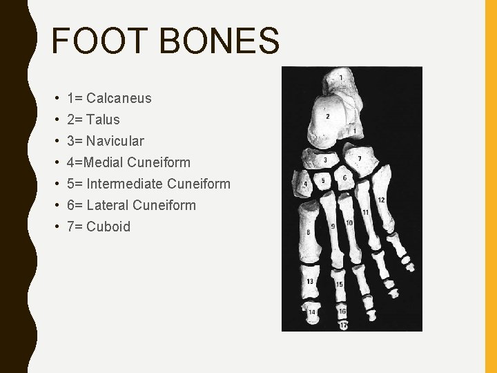 FOOT BONES • 1= Calcaneus • 2= Talus • 3= Navicular • 4=Medial Cuneiform