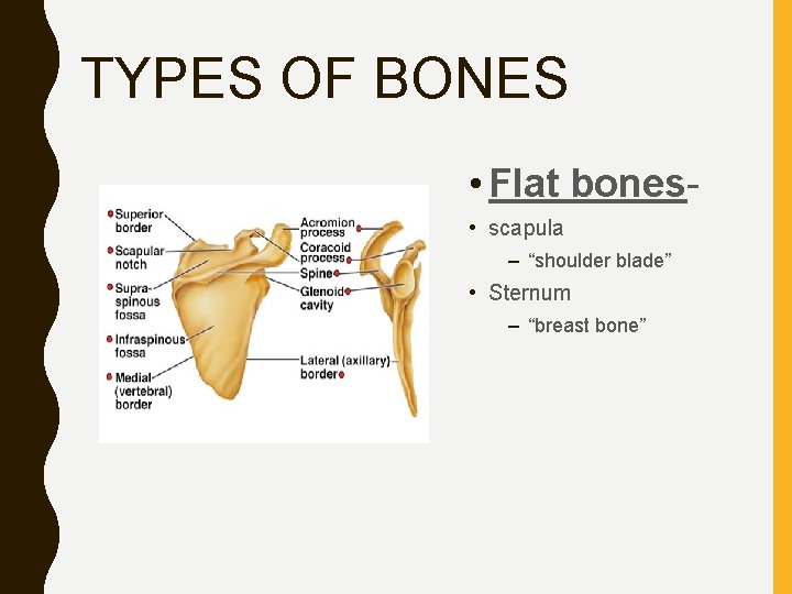 TYPES OF BONES • Flat bones • scapula – “shoulder blade” • Sternum –