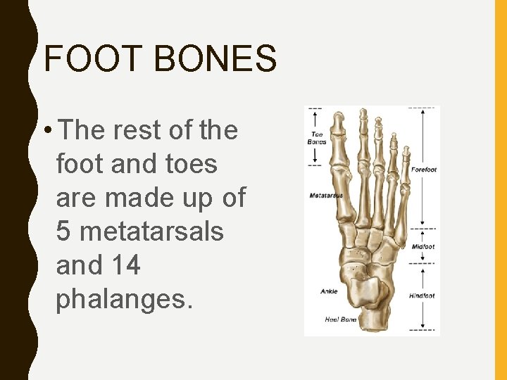 FOOT BONES • The rest of the foot and toes are made up of