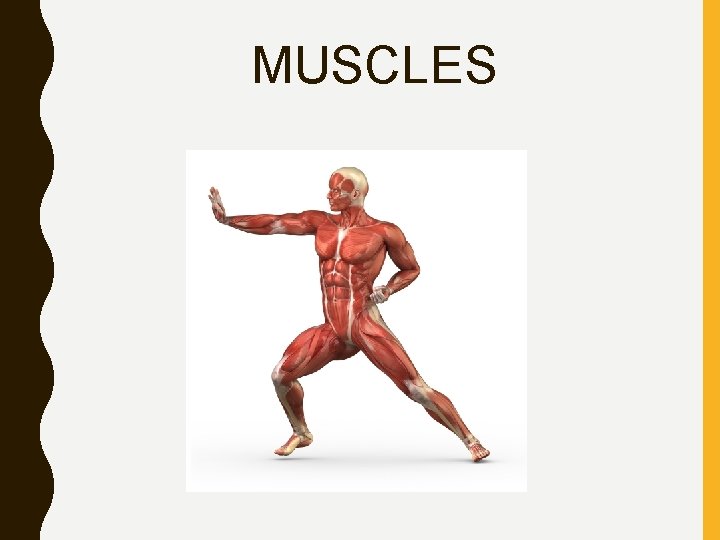 MUSCLES 