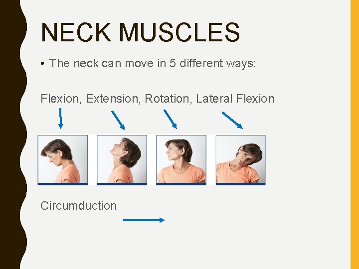 NECK MUSCLES • The neck can move in 5 different ways: Flexion, Extension, Rotation,