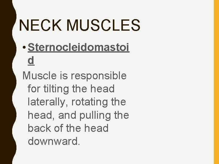 NECK MUSCLES • Sternocleidomastoi d Muscle is responsible for tilting the head laterally, rotating