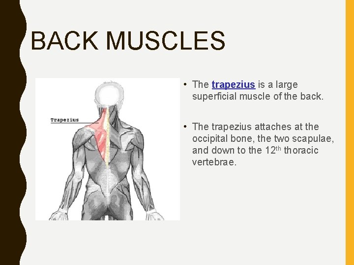 BACK MUSCLES • The trapezius is a large superficial muscle of the back. •