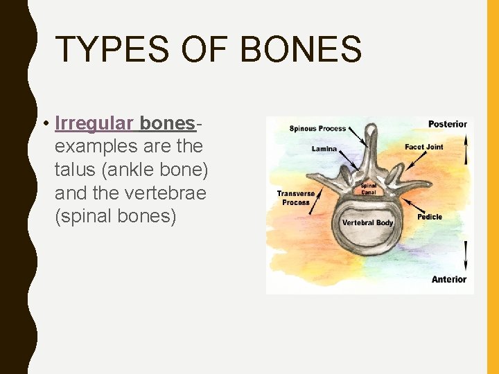 TYPES OF BONES • Irregular bonesexamples are the talus (ankle bone) and the vertebrae