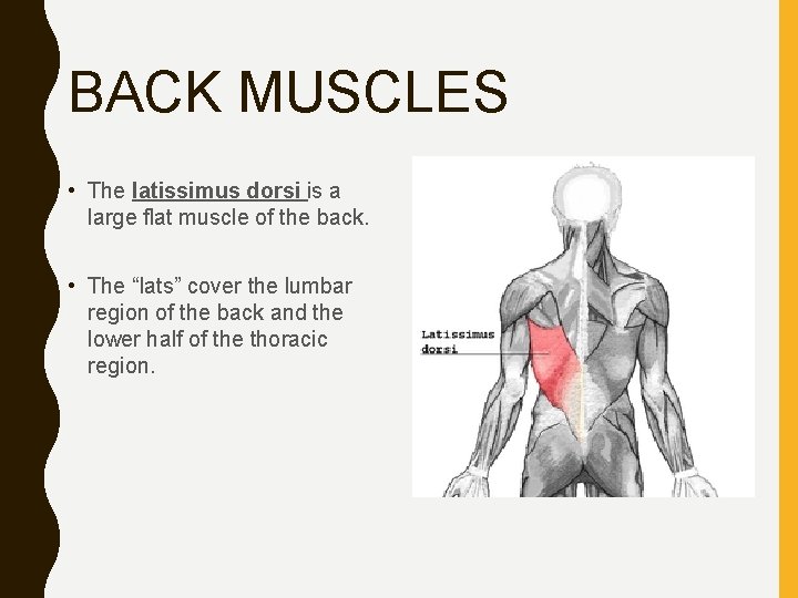 BACK MUSCLES • The latissimus dorsi is a large flat muscle of the back.