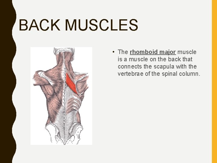 BACK MUSCLES • The rhomboid major muscle is a muscle on the back that