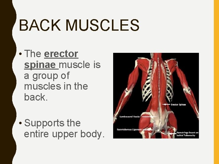 BACK MUSCLES • The erector spinae muscle is a group of muscles in the