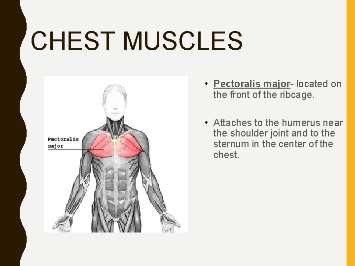 CHEST MUSCLES • Pectoralis major- located on the front of the ribcage. • Attaches