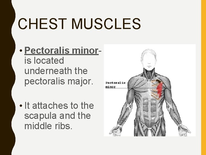 CHEST MUSCLES • Pectoralis minoris located underneath the pectoralis major. • It attaches to