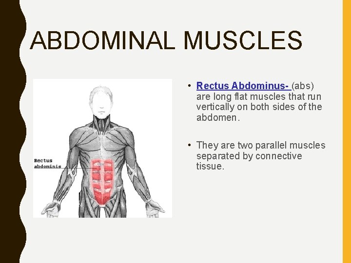 ABDOMINAL MUSCLES • Rectus Abdominus- (abs) are long flat muscles that run vertically on