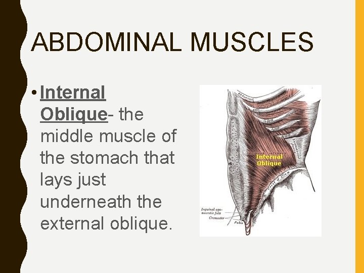 ABDOMINAL MUSCLES • Internal Oblique- the middle muscle of the stomach that lays just