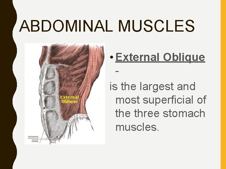 ABDOMINAL MUSCLES • External Oblique is the largest and most superficial of the three