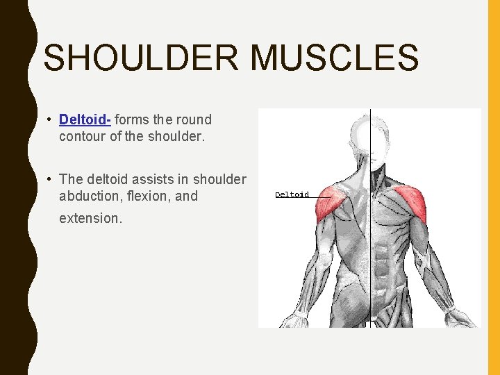 SHOULDER MUSCLES • Deltoid- forms the round contour of the shoulder. • The deltoid