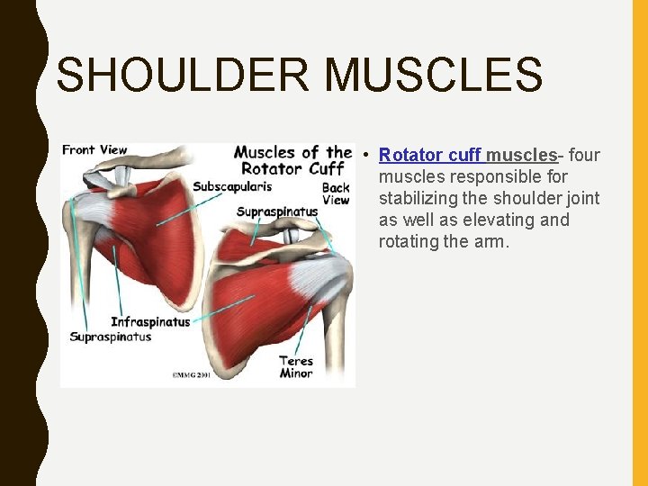 SHOULDER MUSCLES • Rotator cuff muscles- four muscles responsible for stabilizing the shoulder joint