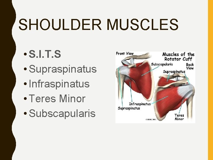 SHOULDER MUSCLES • S. I. T. S • Supraspinatus • Infraspinatus • Teres Minor