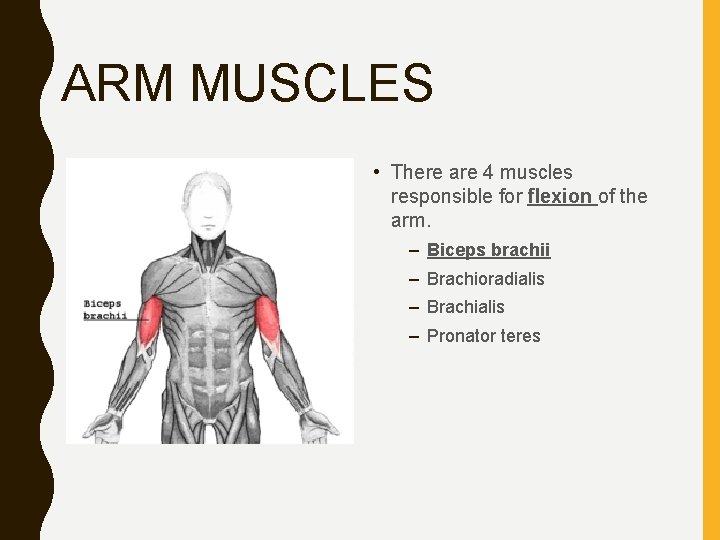 ARM MUSCLES • There are 4 muscles responsible for flexion of the arm. –