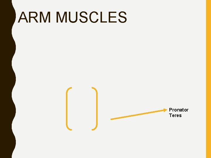 ARM MUSCLES Pronator Teres 