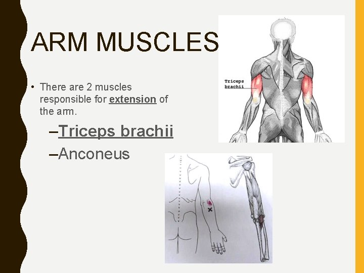 ARM MUSCLES • There are 2 muscles responsible for extension of the arm. –Triceps