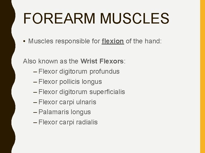 FOREARM MUSCLES • Muscles responsible for flexion of the hand: Also known as the