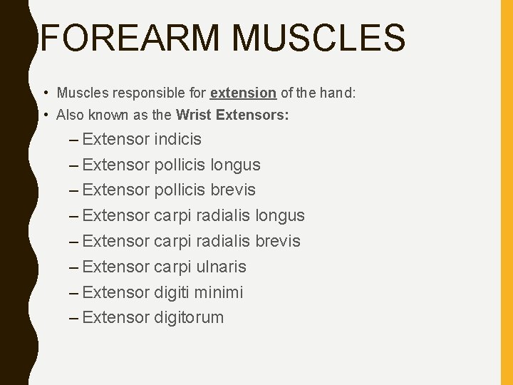 FOREARM MUSCLES • Muscles responsible for extension of the hand: • Also known as