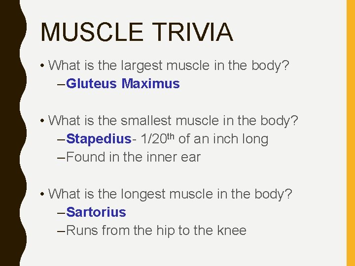 MUSCLE TRIVIA • What is the largest muscle in the body? –Gluteus Maximus •