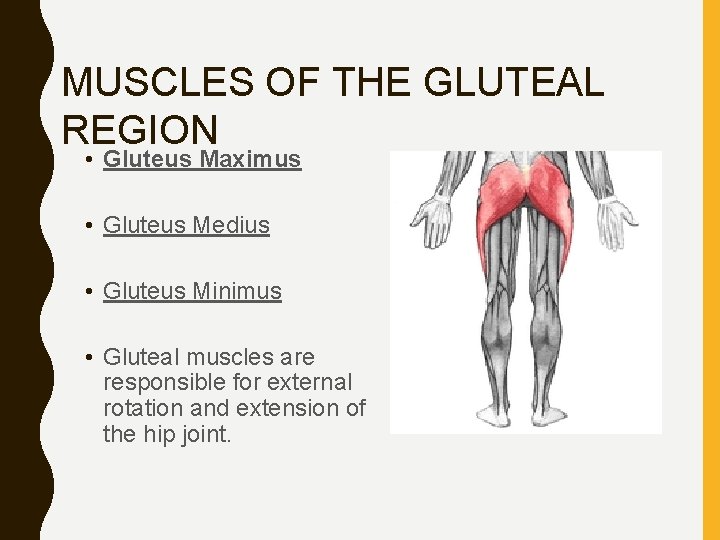 MUSCLES OF THE GLUTEAL REGION • Gluteus Maximus • Gluteus Medius • Gluteus Minimus