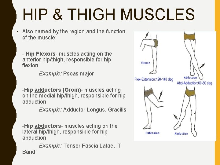 HIP & THIGH MUSCLES • Also named by the region and the function of