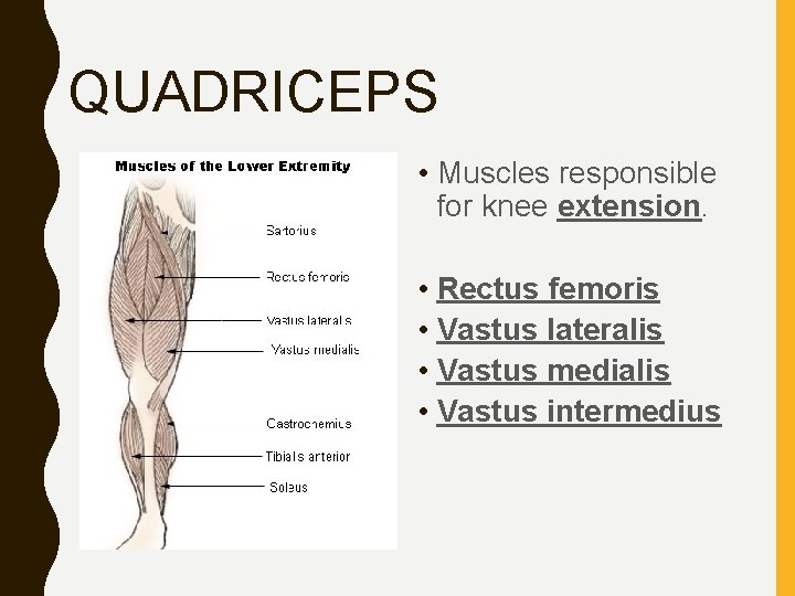 QUADRICEPS • Muscles responsible for knee extension. • Rectus femoris • Vastus lateralis •