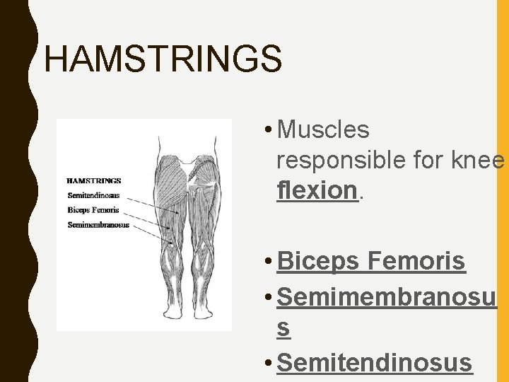 HAMSTRINGS • Muscles responsible for knee flexion. • Biceps Femoris • Semimembranosu s •