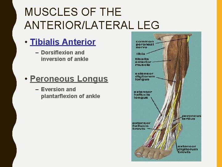 MUSCLES OF THE ANTERIOR/LATERAL LEG • Tibialis Anterior – Dorsiflexion and inversion of ankle