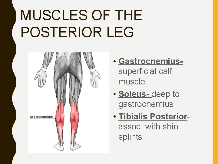 MUSCLES OF THE POSTERIOR LEG • Gastrocnemiussuperficial calf muscle • Soleus- deep to gastrocnemius