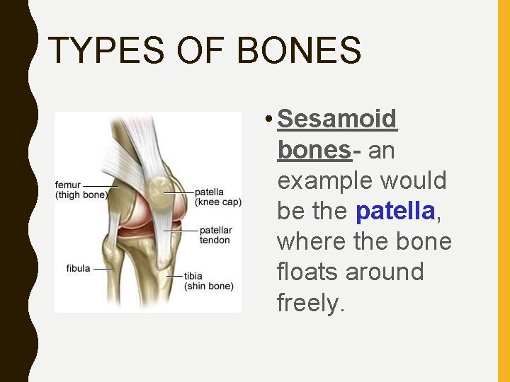 TYPES OF BONES • Sesamoid bones- an example would be the patella, where the