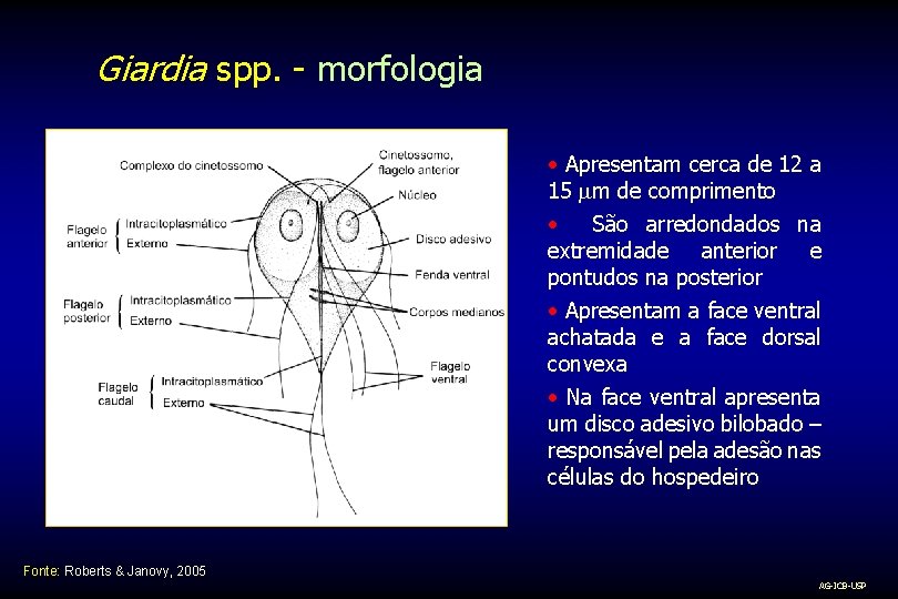Giardia spp. - morfologia • Apresentam cerca de 12 a 15 mm de comprimento