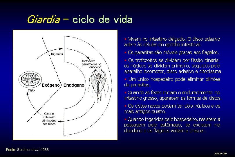 Giardia – ciclo de vida • Vivem no intestino delgado. O disco adesivo adere
