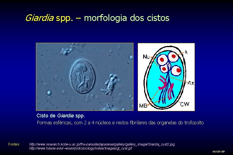Giardia spp. – morfologia dos cistos Cisto de Giardia spp. Formas esféricas, com 2