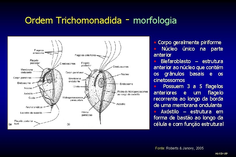 Ordem Trichomonadida - morfologia • Corpo geralmente piriforme • Núcleo único na parte anterior