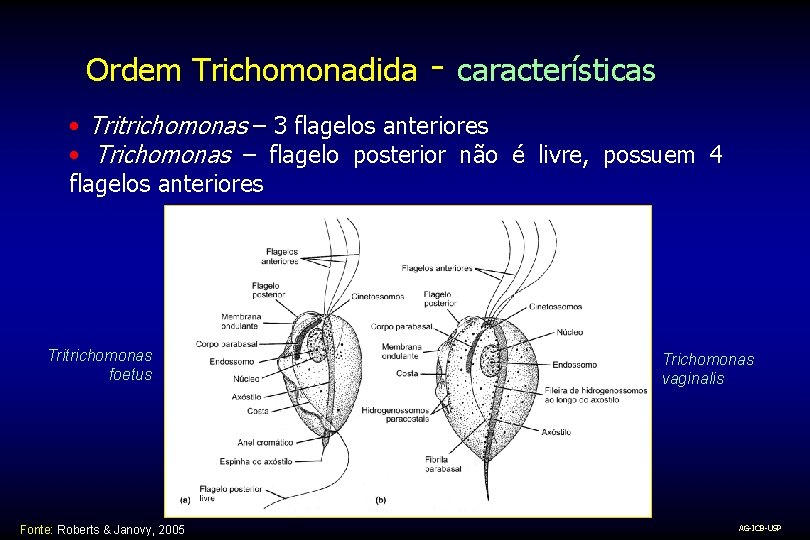 Ordem Trichomonadida - características • Tritrichomonas – 3 flagelos anteriores • Trichomonas – flagelo