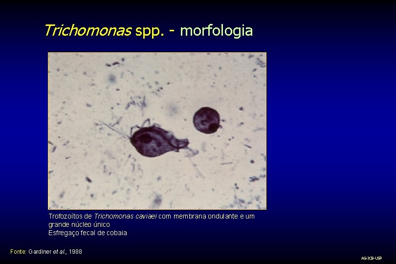 Trichomonas spp. - morfologia Trofozoítos de Trichomonas caviaei com membrana ondulante e um grande