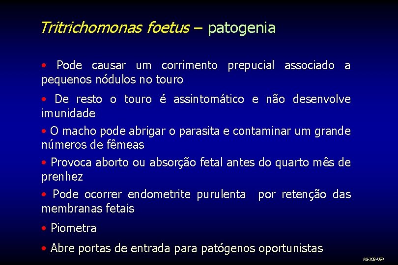 Tritrichomonas foetus – patogenia • Pode causar um corrimento prepucial associado a pequenos nódulos