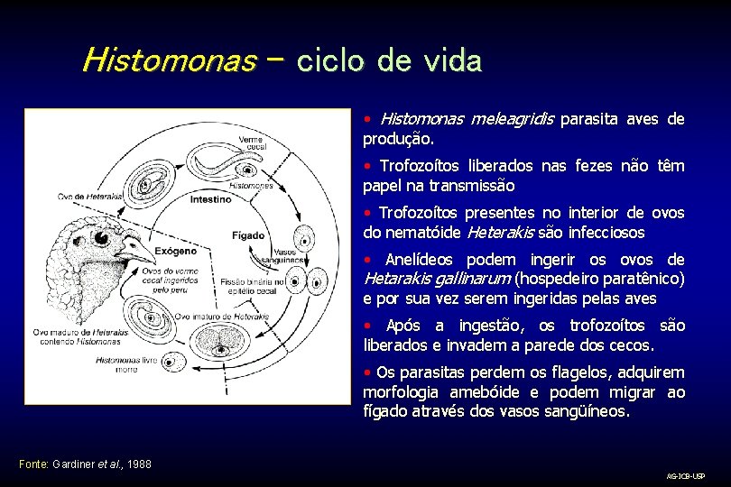 Histomonas – ciclo de vida • Histomonas meleagridis parasita aves de produção. • Trofozoítos