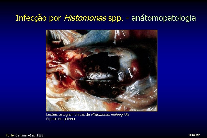 Infecção por Histomonas spp. - anátomopatologia Lesões patognomônicas de Histomonas meleagridis Fígado de galinha