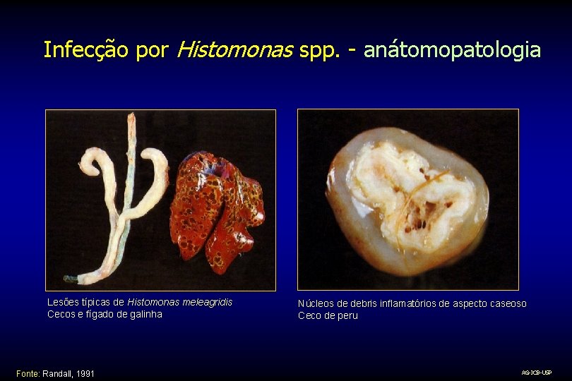 Infecção por Histomonas spp. - anátomopatologia Lesões típicas de Histomonas meleagridis Cecos e fígado
