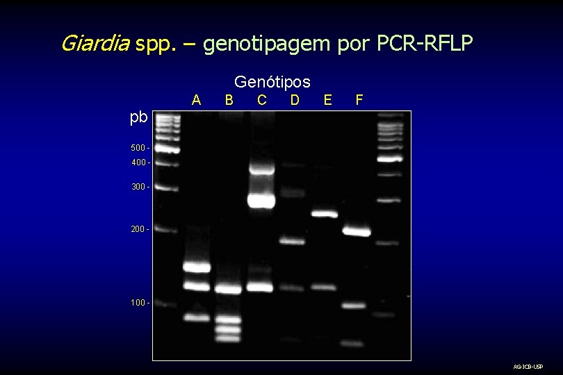 Giardia spp. – genotipagem por PCR-RFLP Genótipos pb A B C D E F