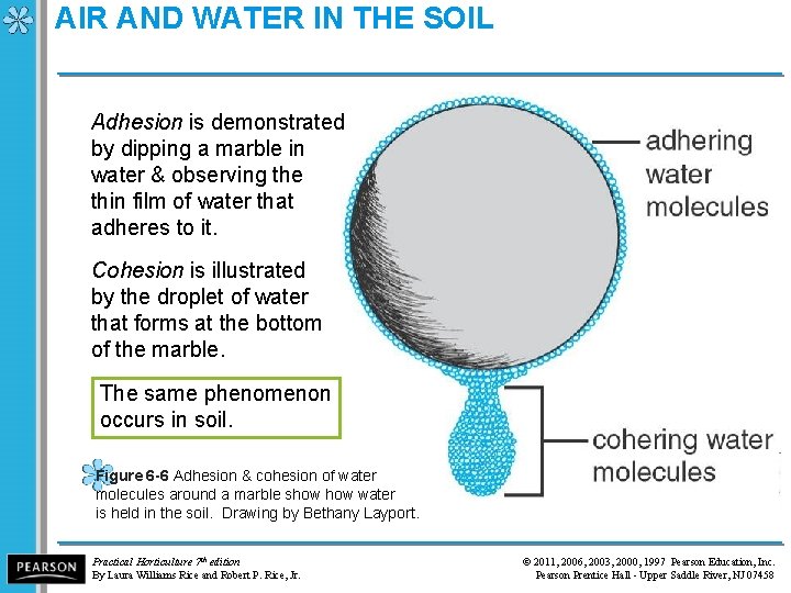 AIR AND WATER IN THE SOIL Adhesion is demonstrated by dipping a marble in